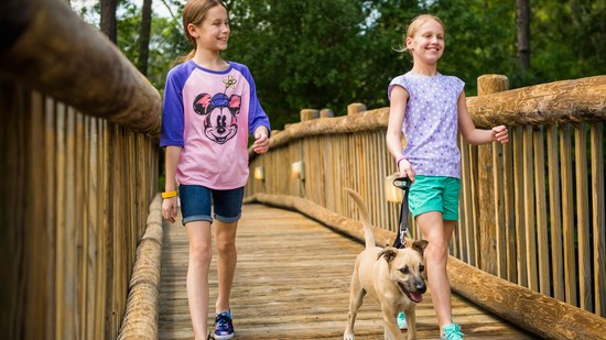 Política para Animais de Estimação